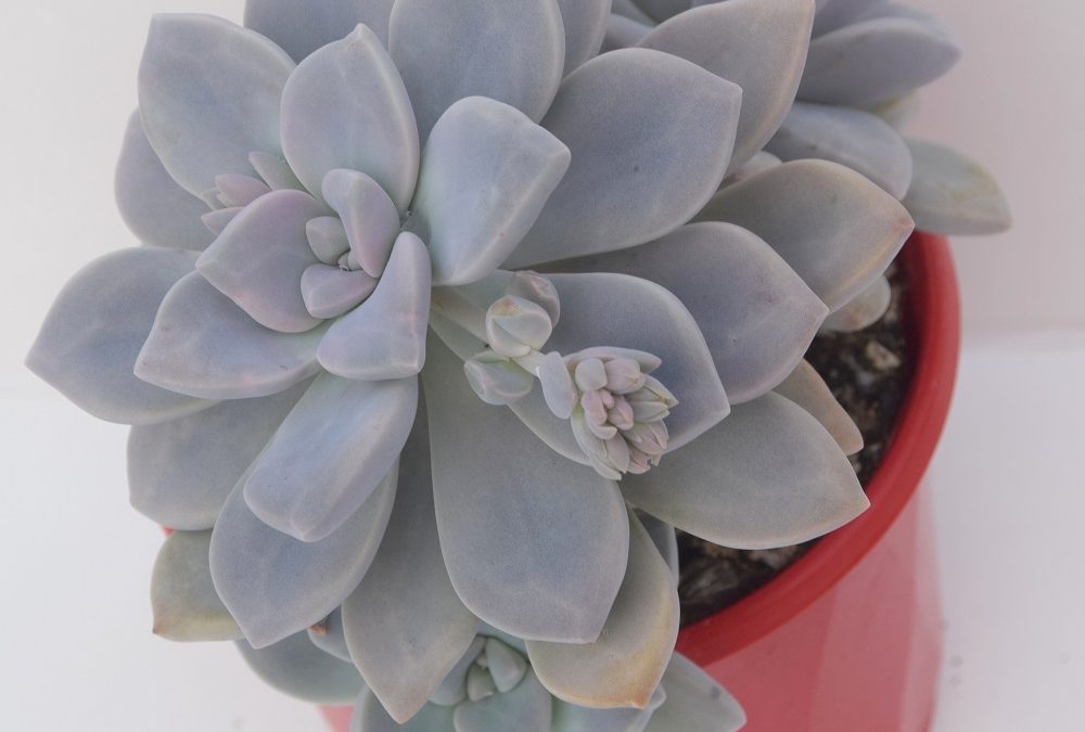 Graptopetalum ghost plant