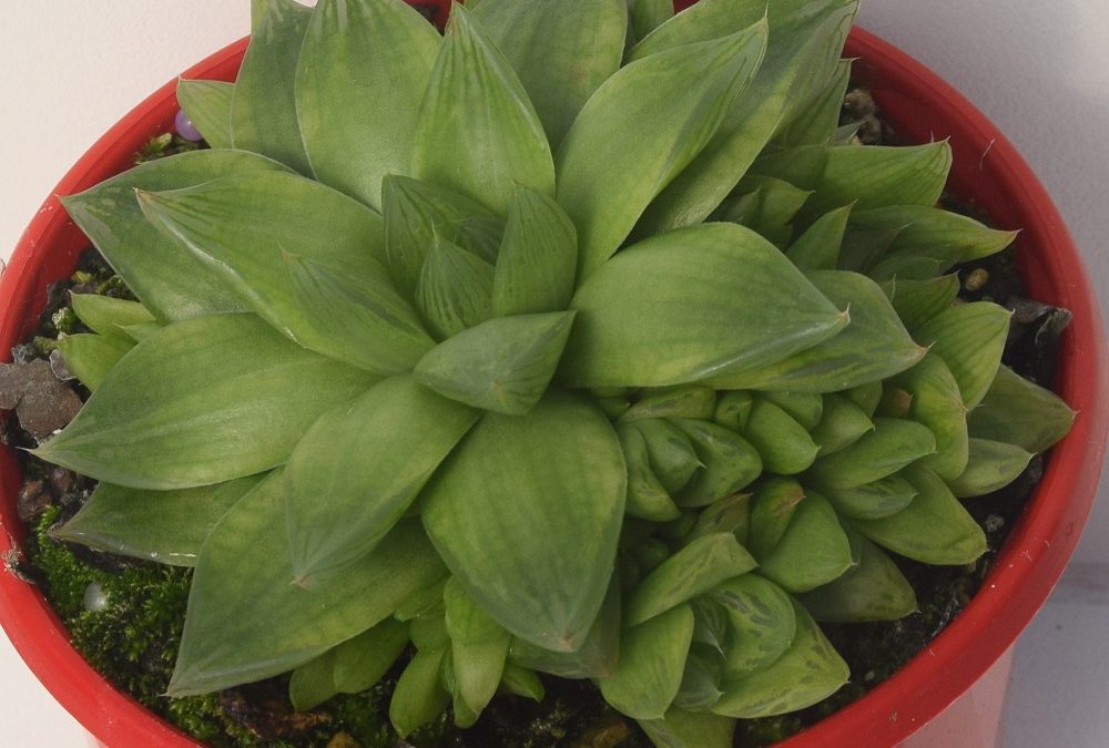 Haworthia cymbiformis