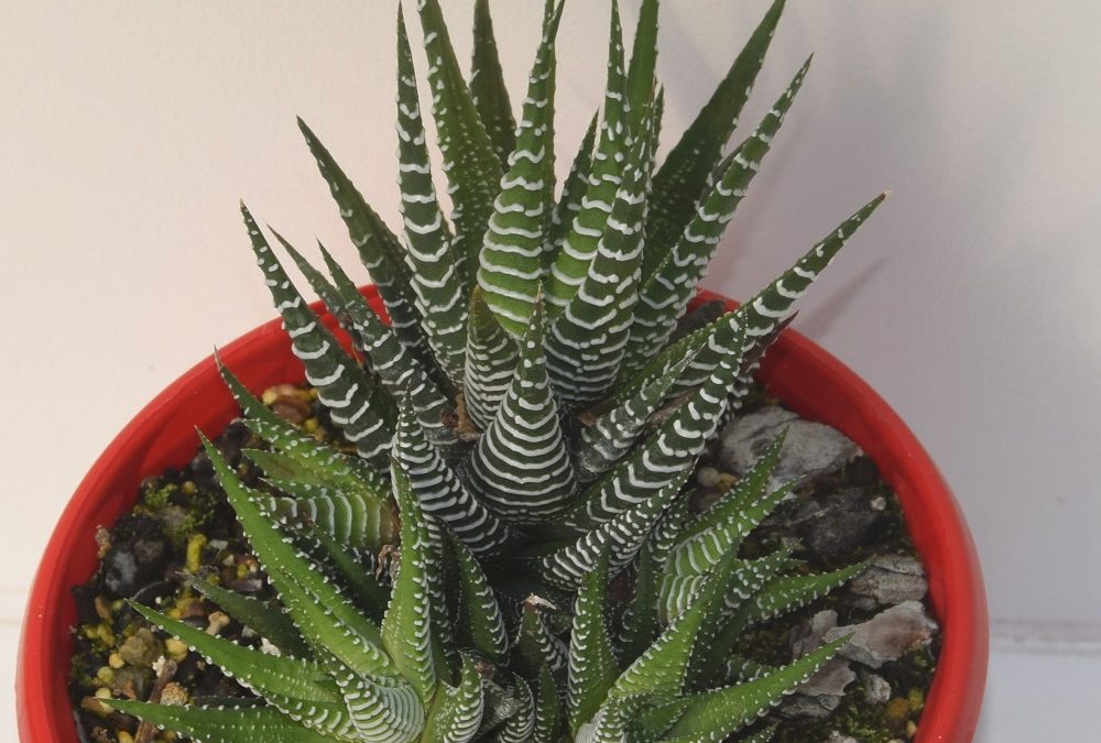 Haworthia attenuata