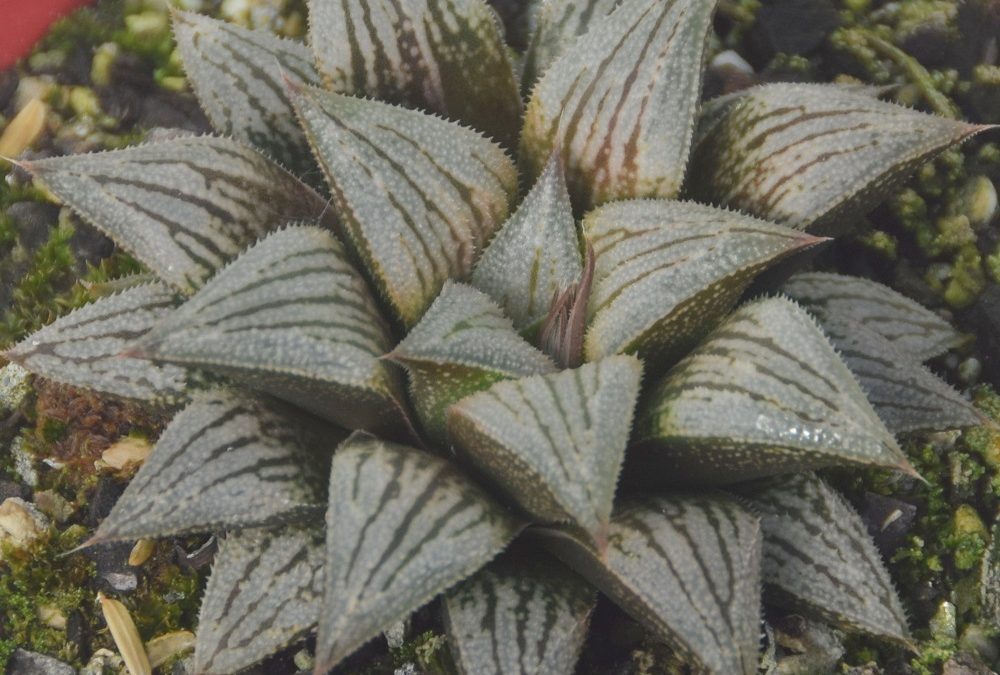 Haworthia silver kiwi