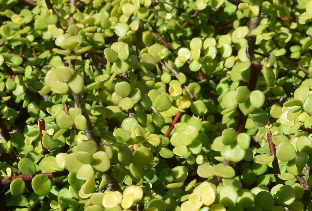 Portulacaria afra Golden Jade