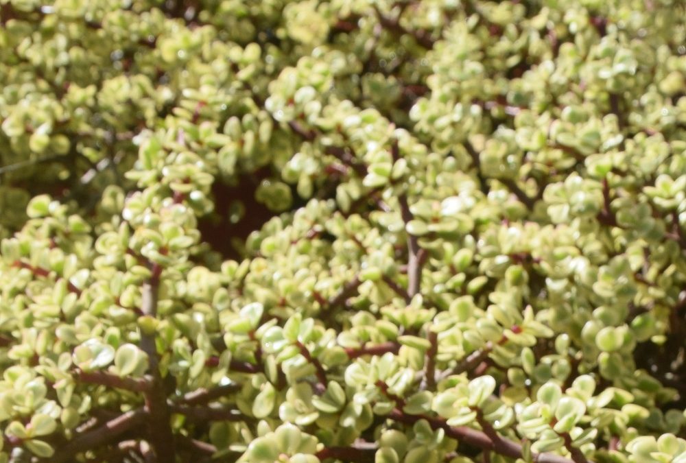 Portulacaria afra Varigated Jade