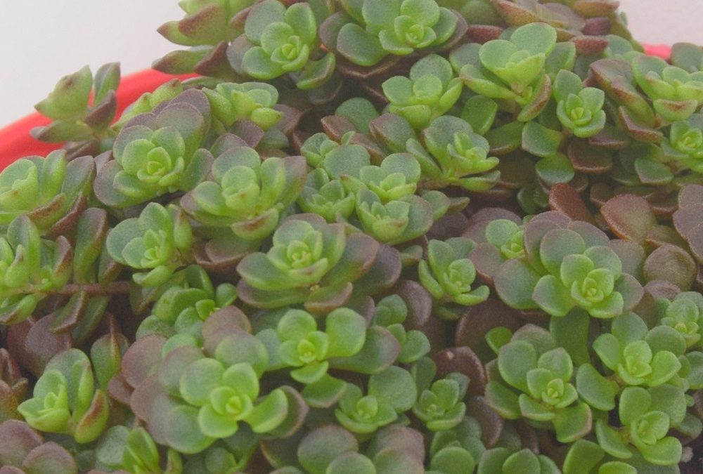 Sedum green mound