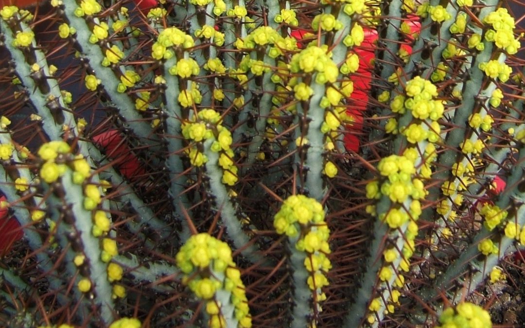 Euphorbia aeruginosa