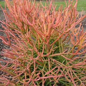 Euphorbia tricucalli Firesticks