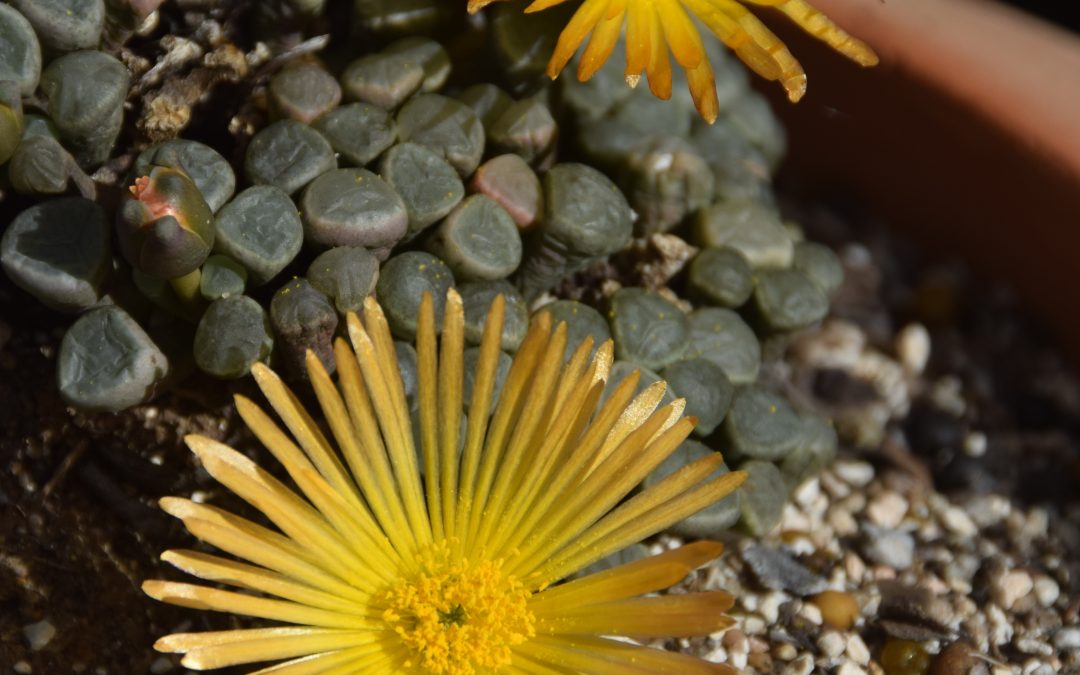 Fenestraria Baby’s Toes