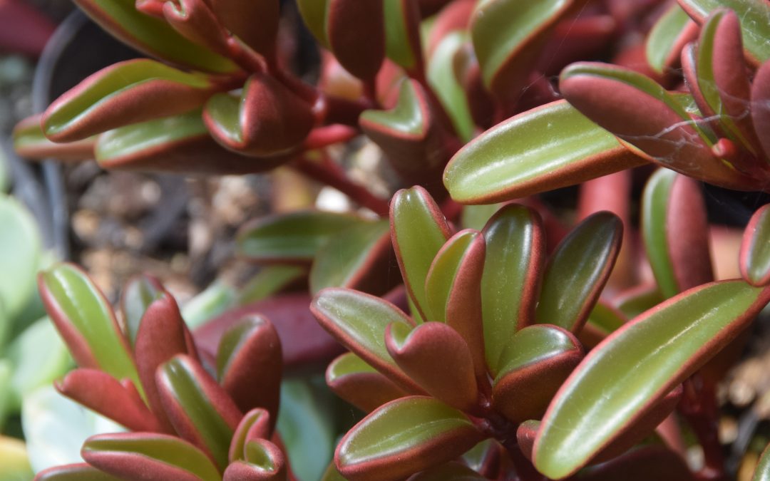 Peperomia graveolens