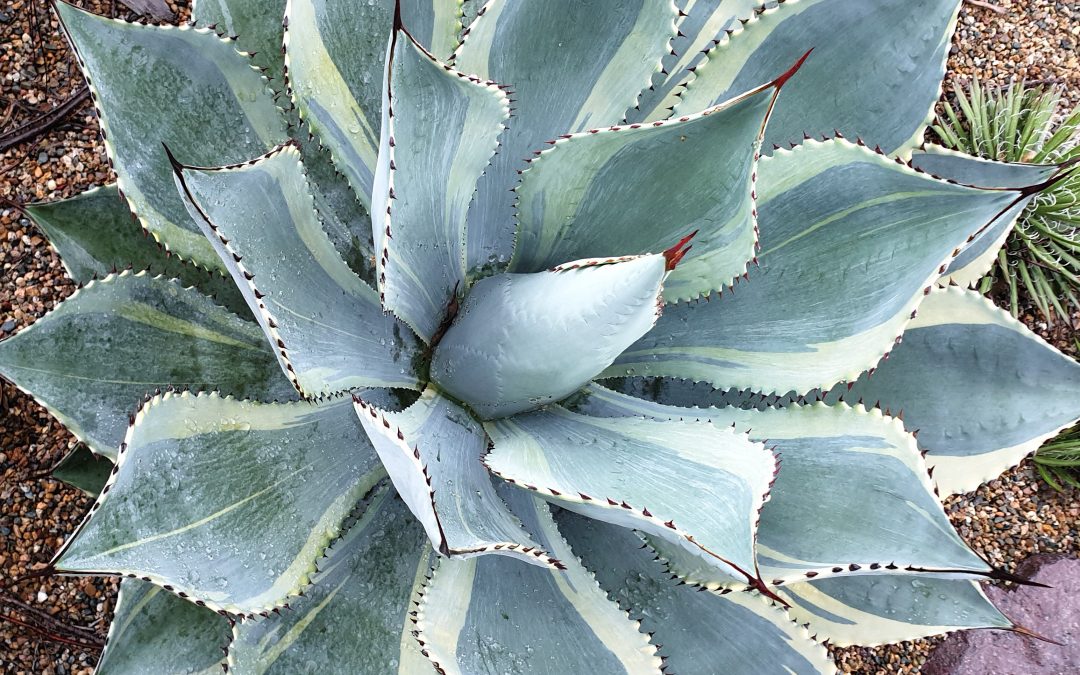 Agave pygmae Dorado