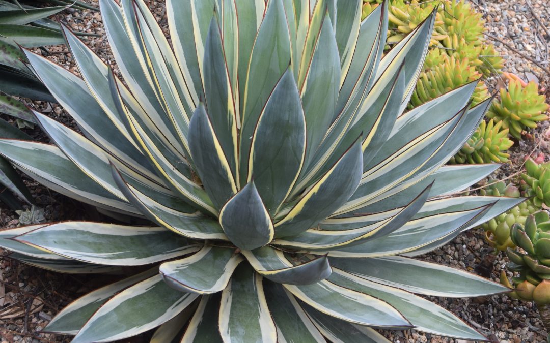 Agave snow glow