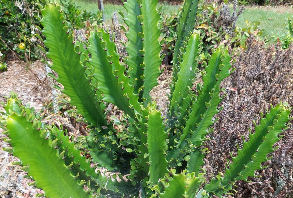 Euphorbia antiquorum hybrid