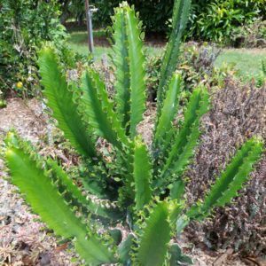 Euphorbia antiquorum hybrid