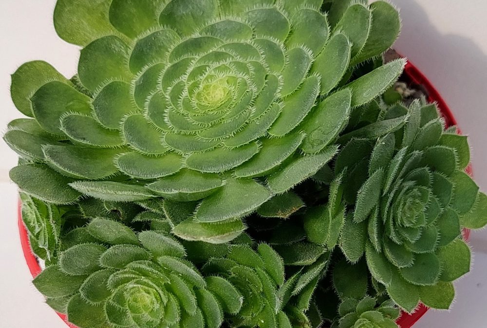 Aeonium hime meikyou