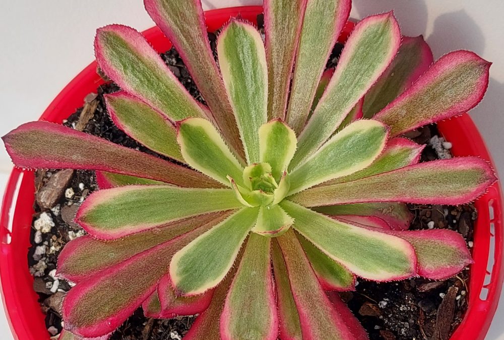 Aeonium mardi gras