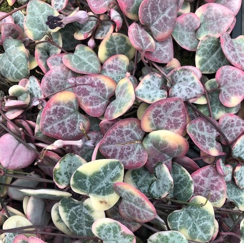 Ceropegia woodii variegated Chain of Hearts