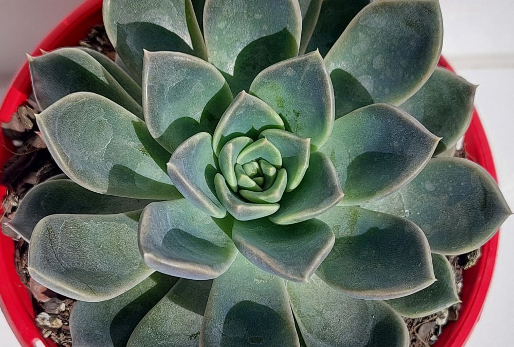 Echeveria centarus