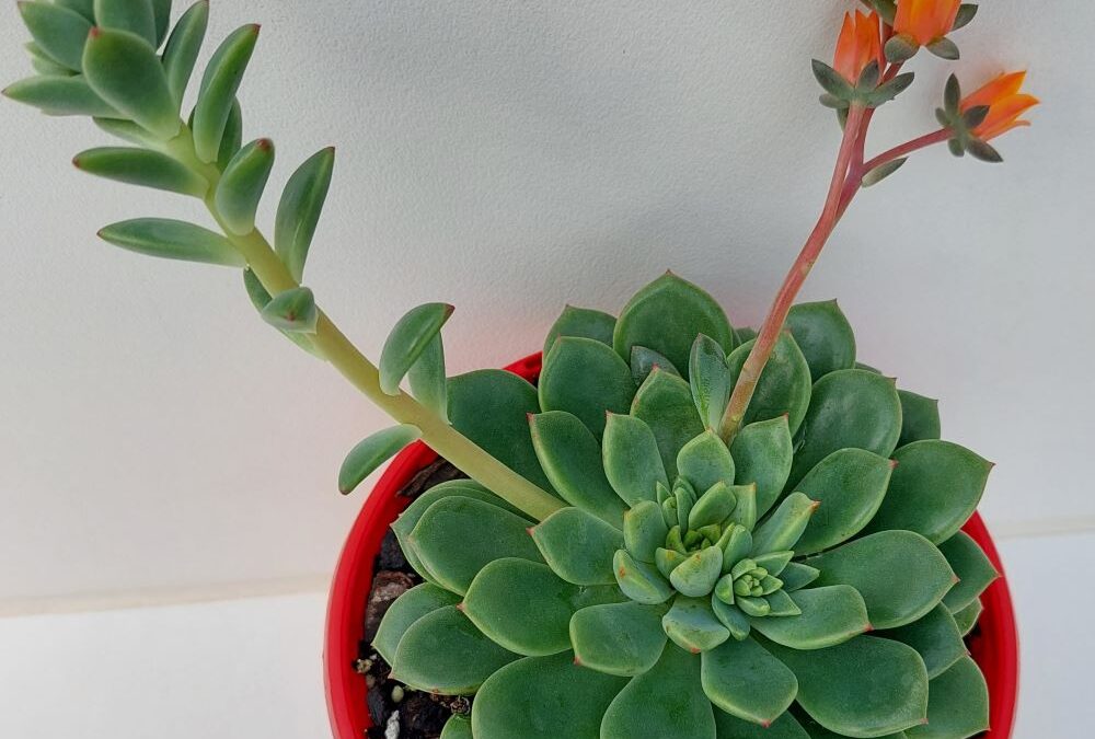 Echeveria derena