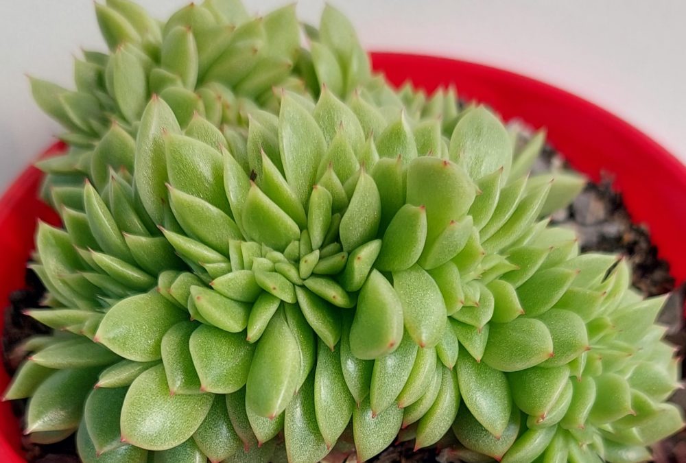 Echeveria gilva crested