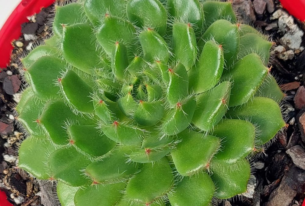 Echeveria setosa v cilata