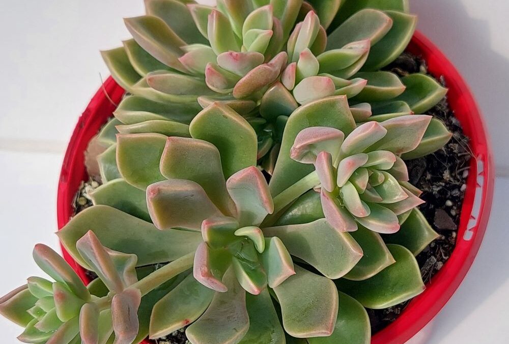 Graptoveria cygnus