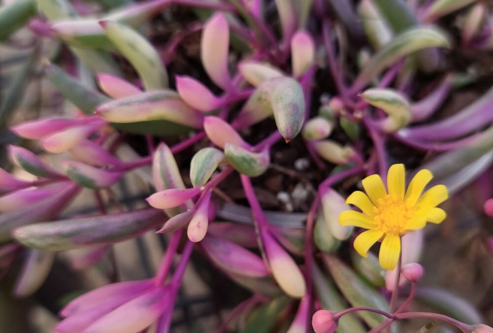 Othonna capensis Calara’s Opal Necklace