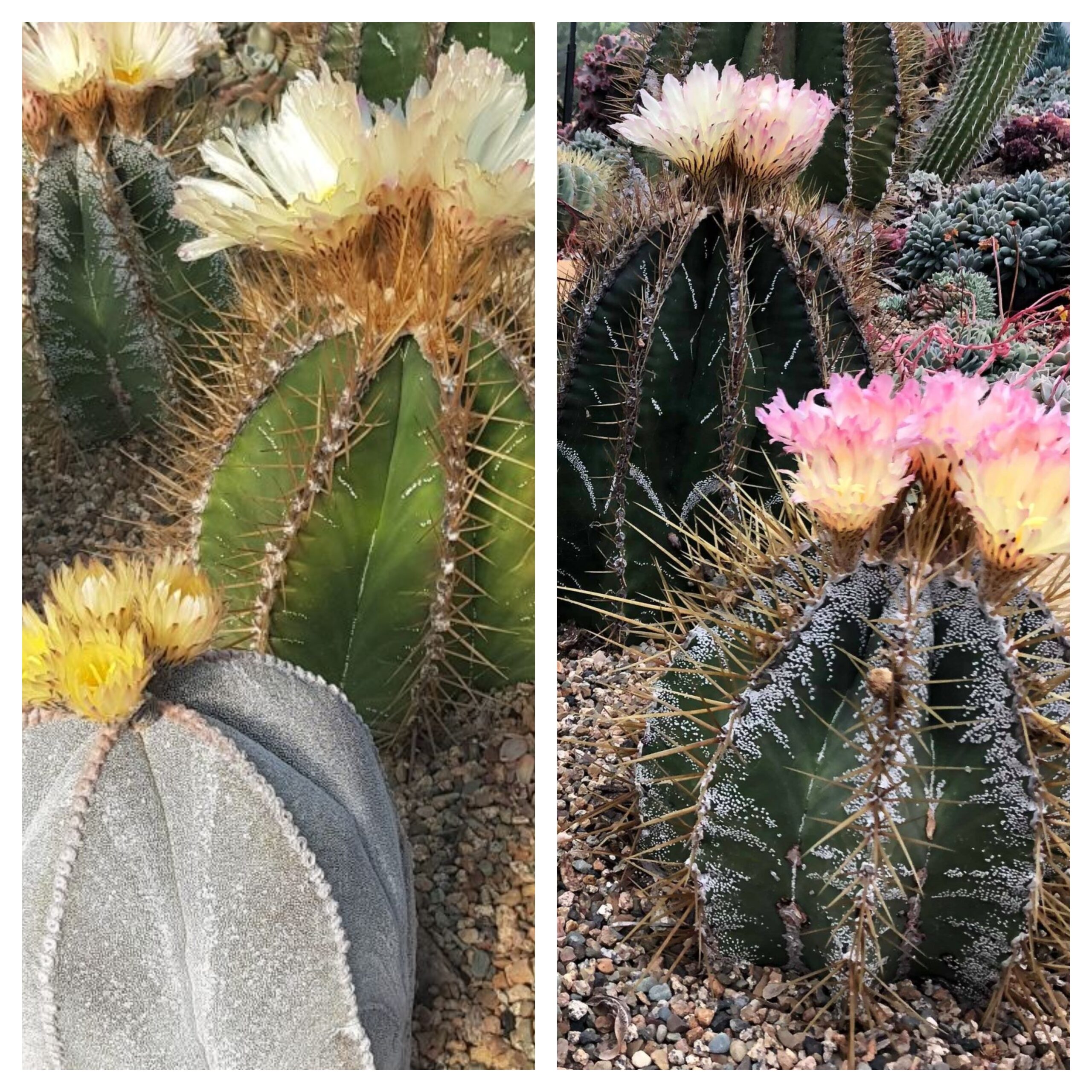 Astrophytum