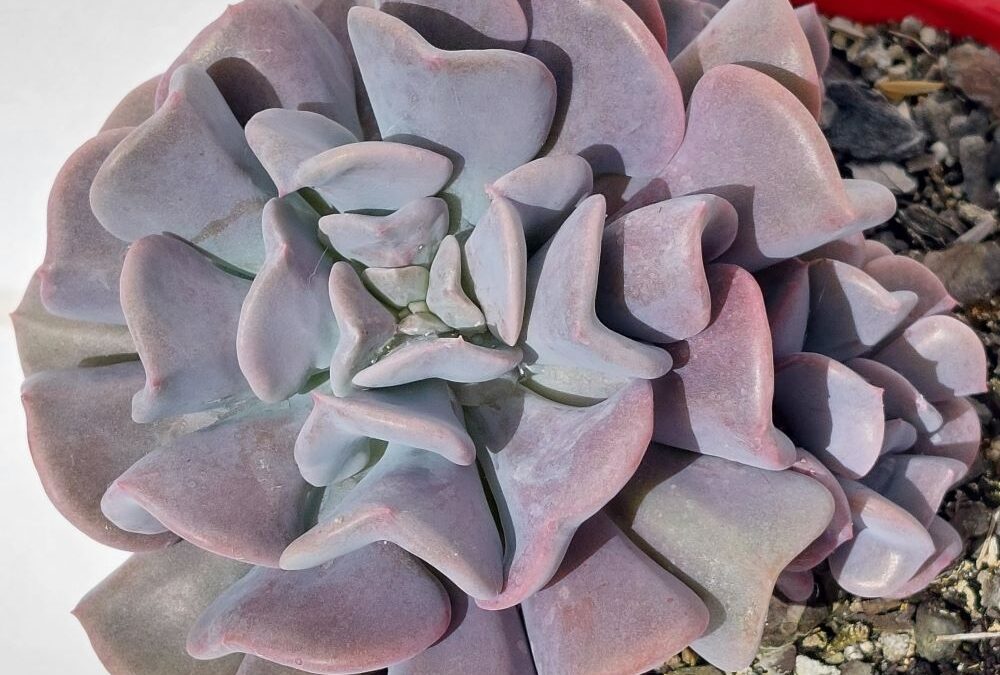 Echeveria cubic frost