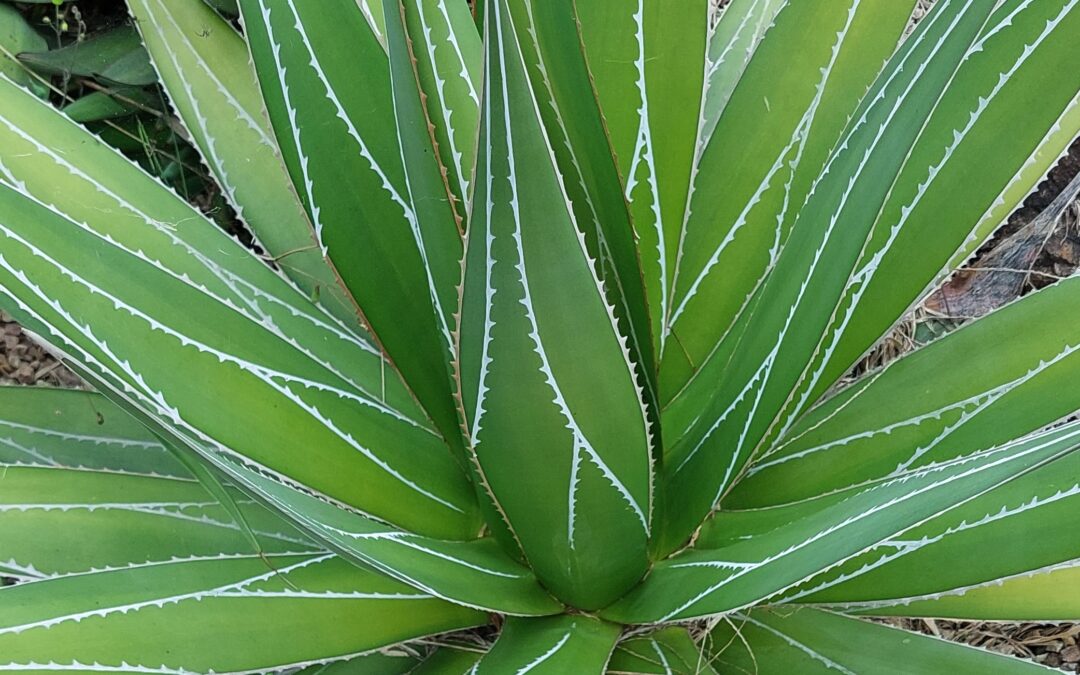 Agave impressa