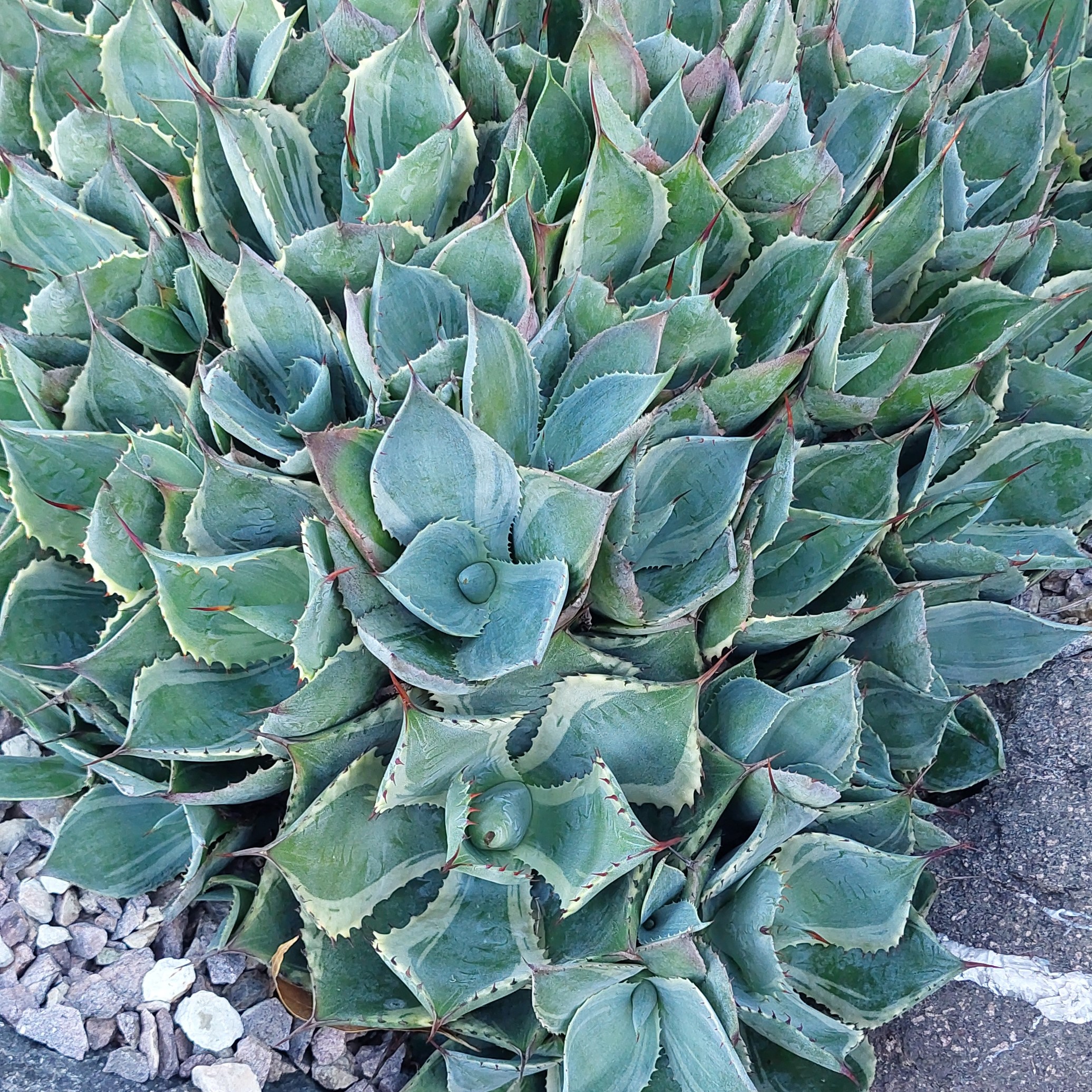 Agave trade winds