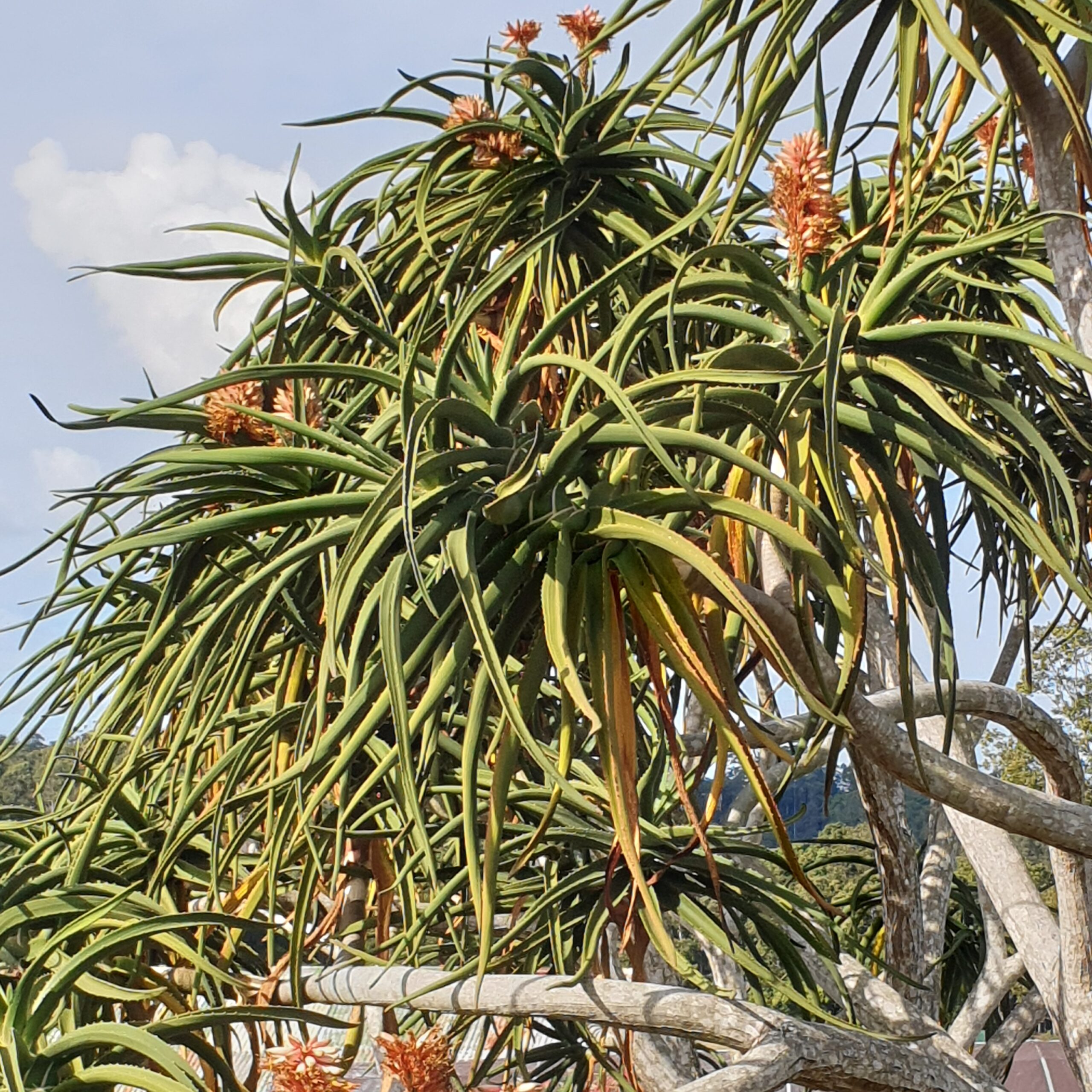 Aloe barberae – Tree Aloe