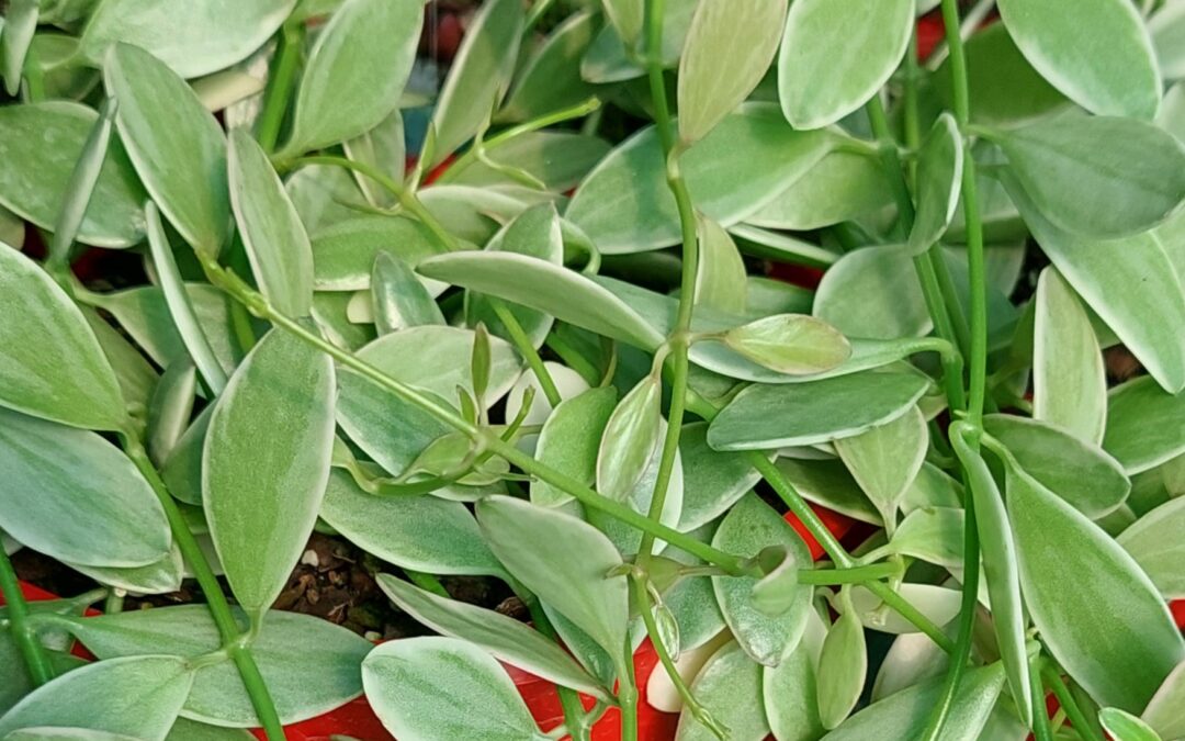 Dischidia oiantha variegated