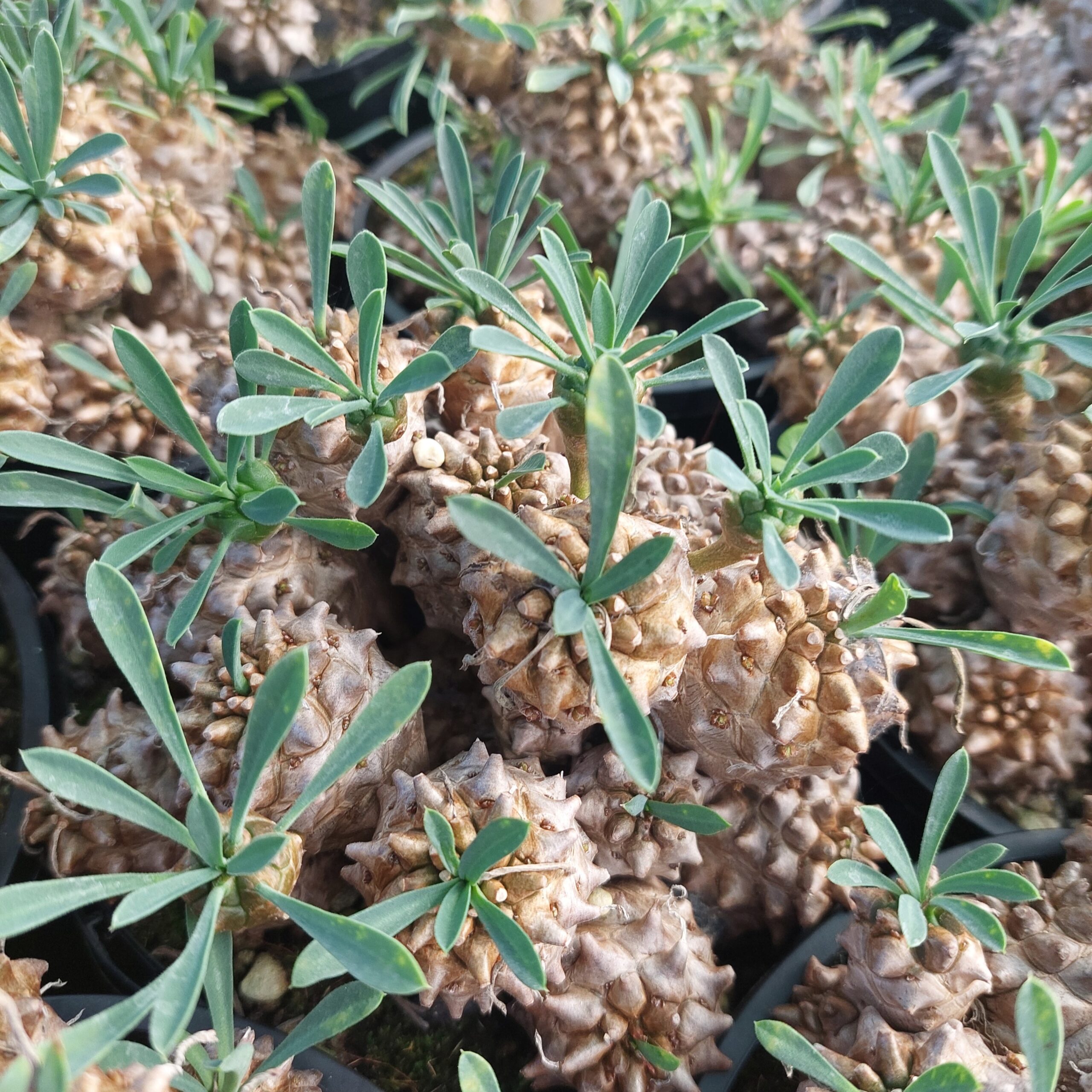 Euphorbia bupleurifolia x susannae