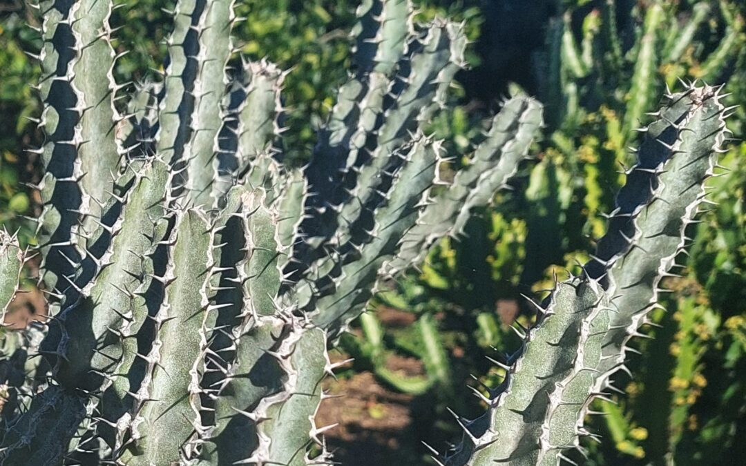 Euphorbia coerulecencs