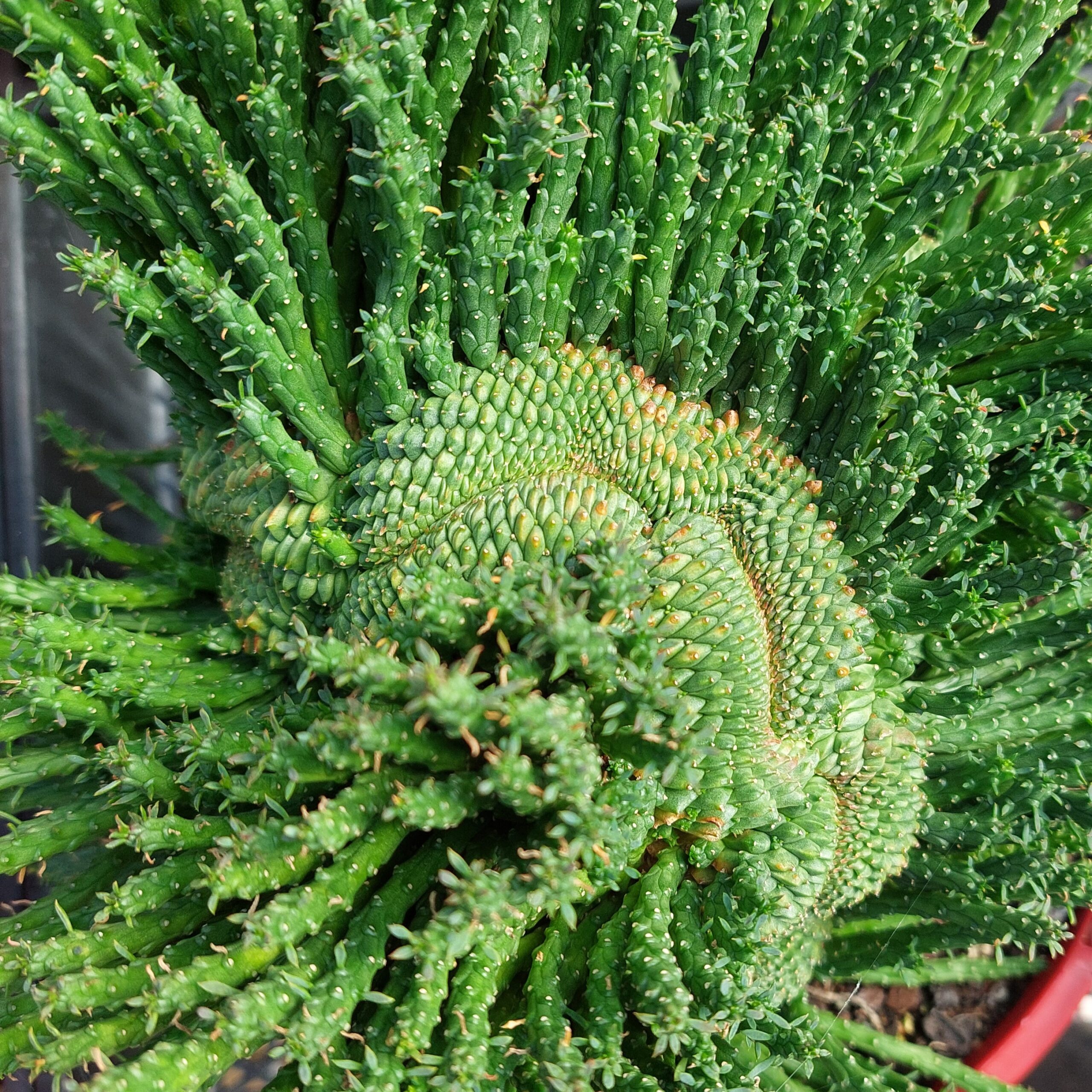 Euphorbia flanagani body crest