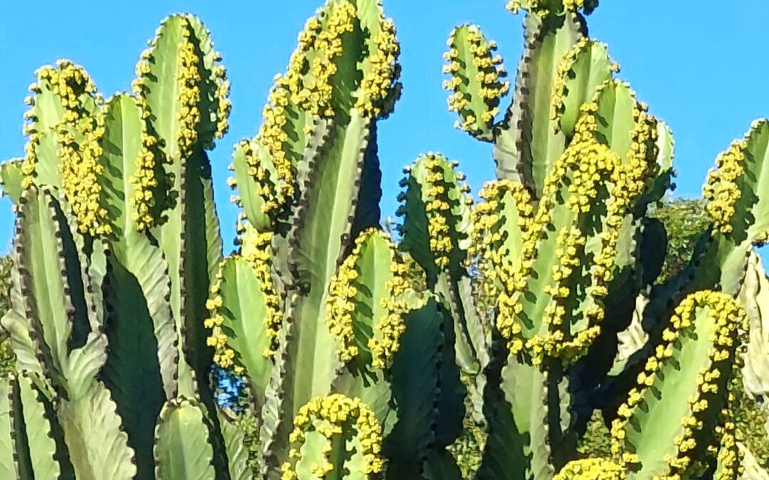 Euphorbia ingens