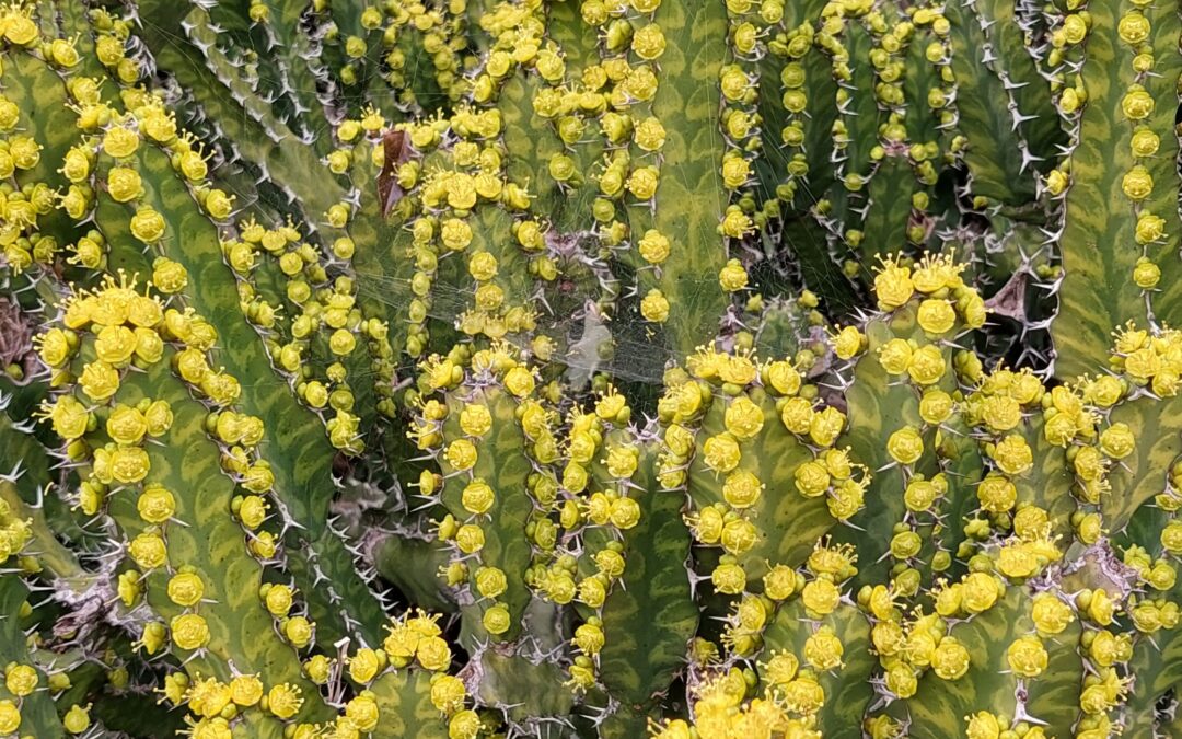 Euphorbia pseudocactus