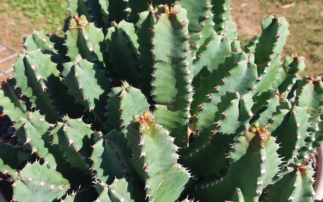 Euphorbia resinifera