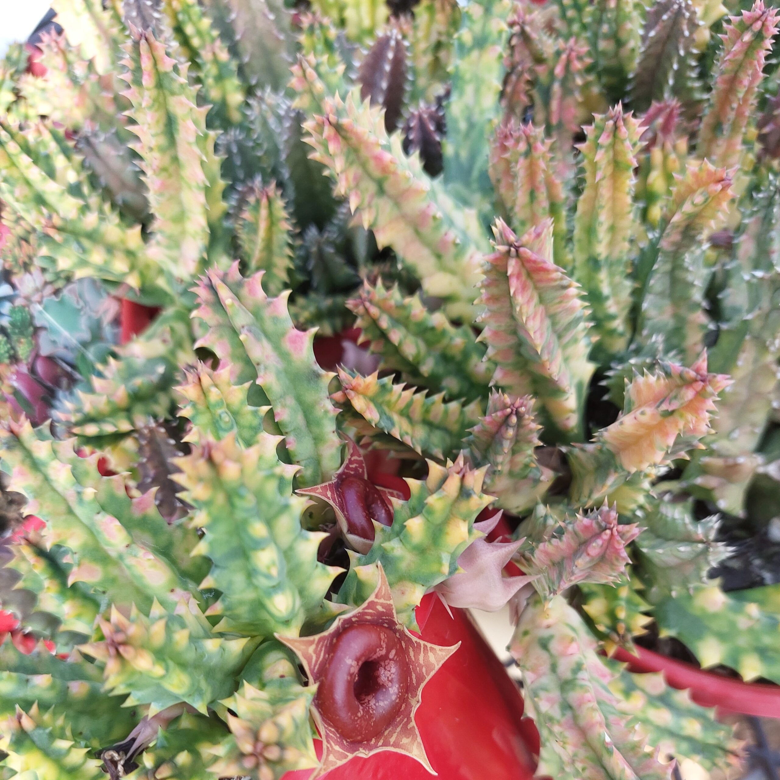 Huernia variegated