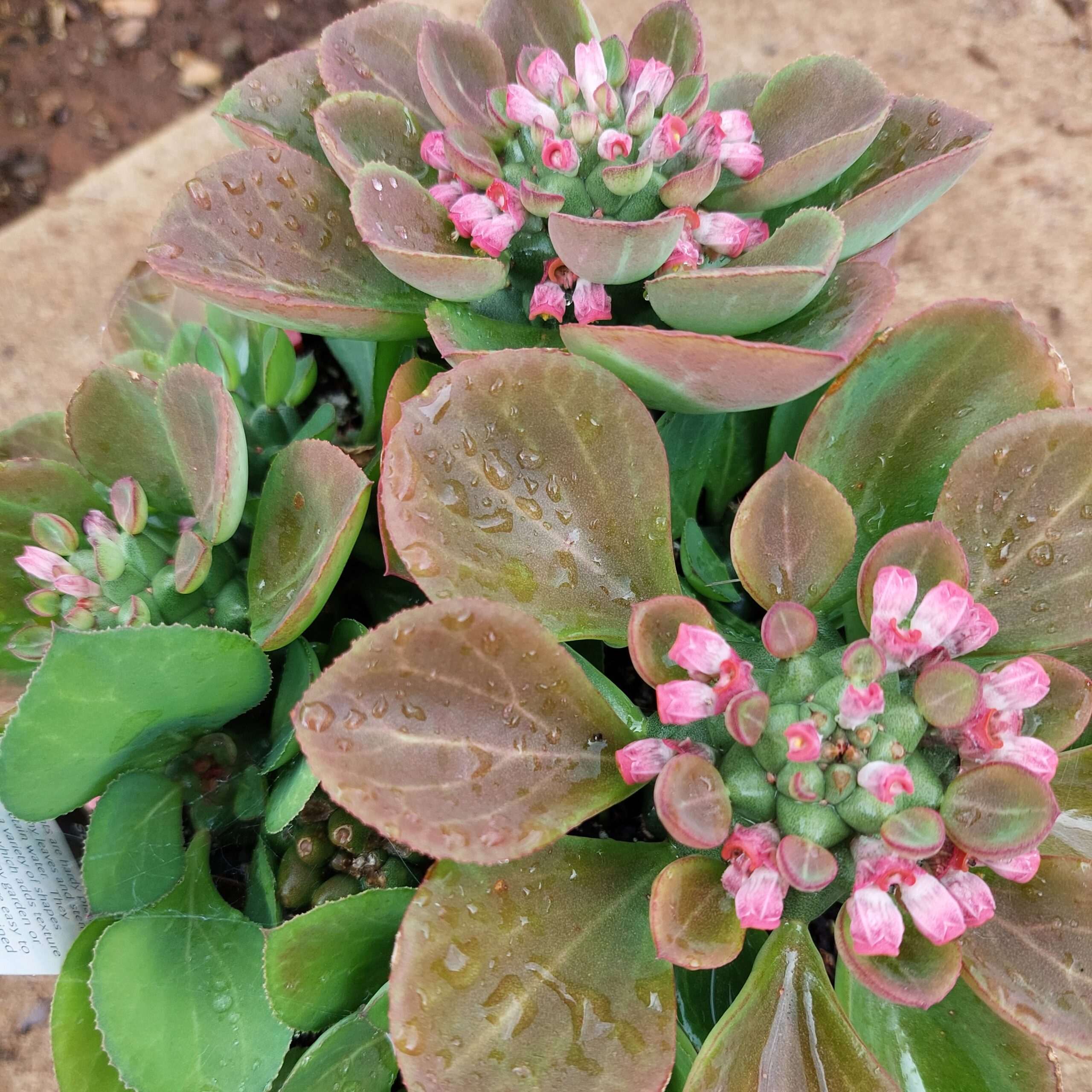 Monadenium ritchiei