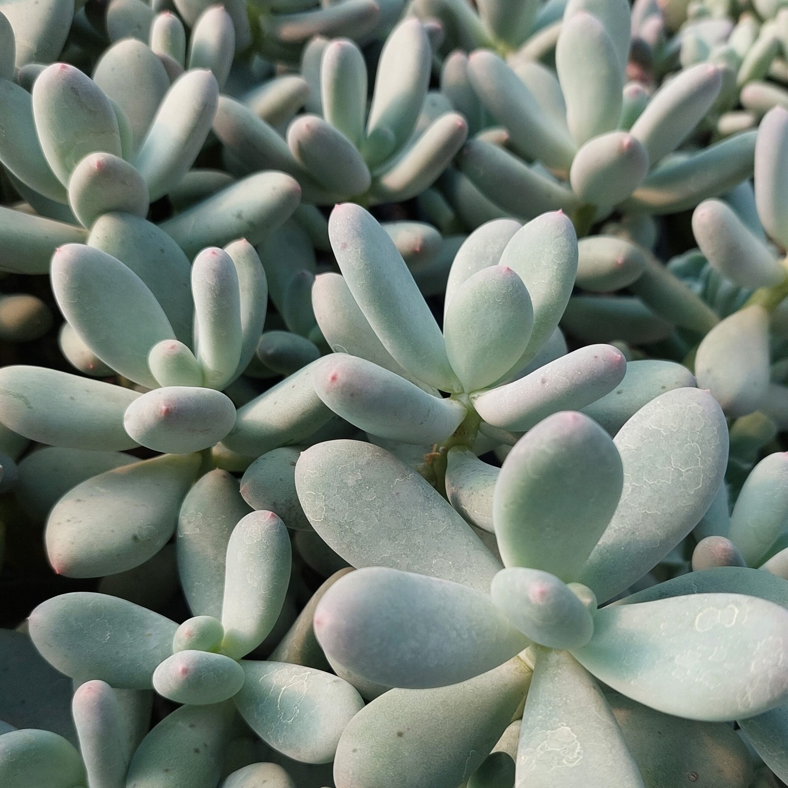 Pachyphytum oviferum Moonstones