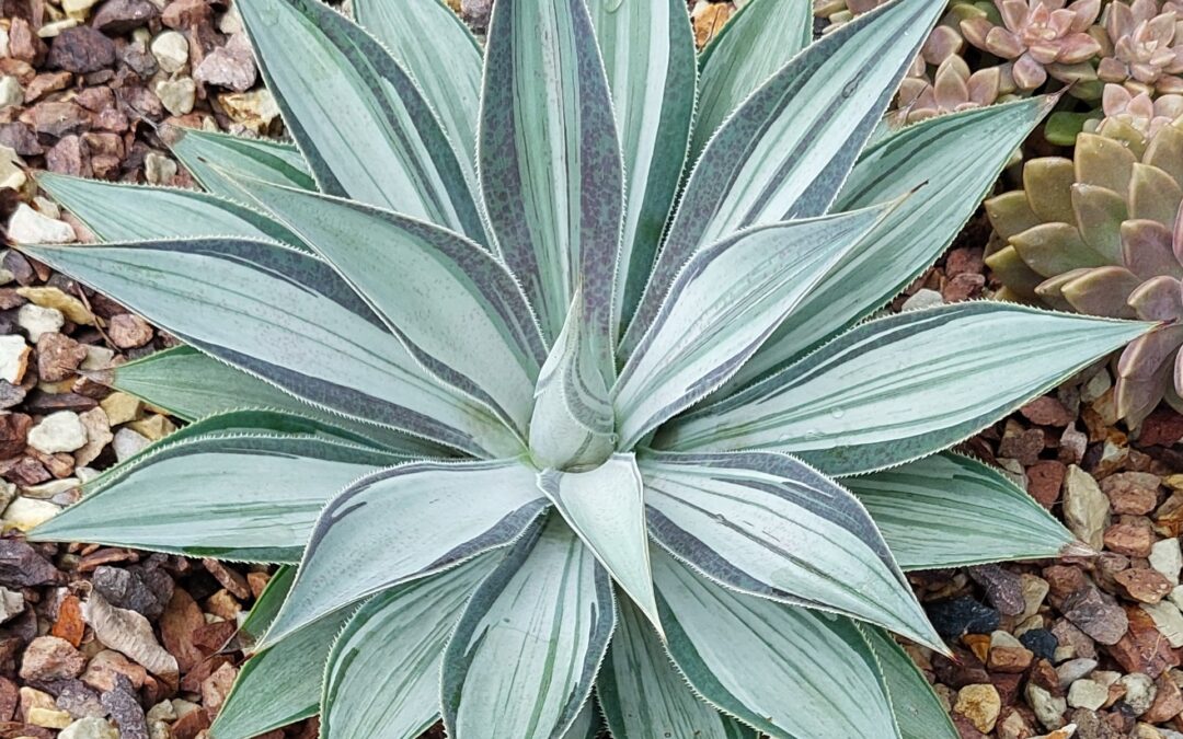 Agave Moonbeam