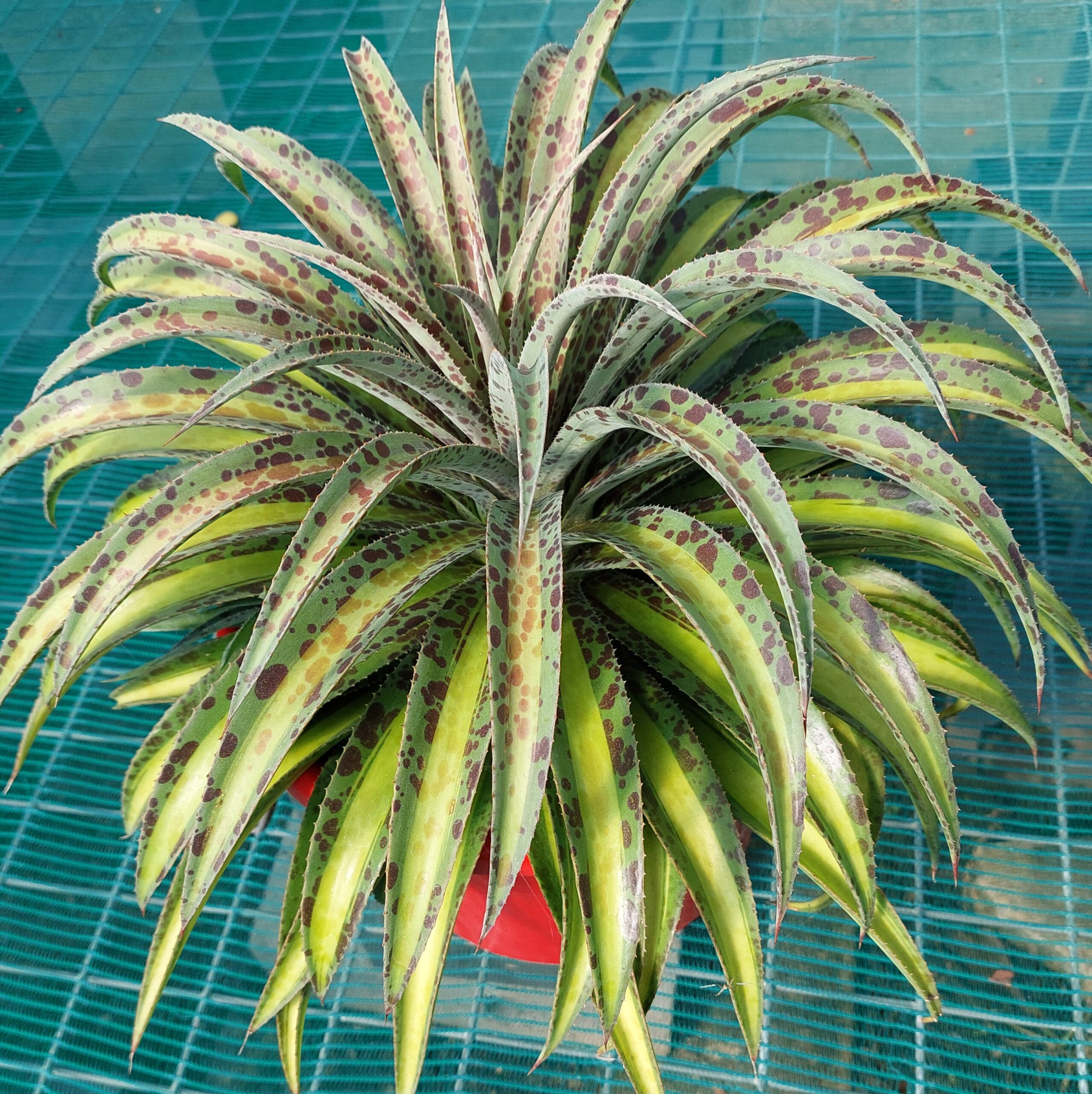 Agave Summer Splice