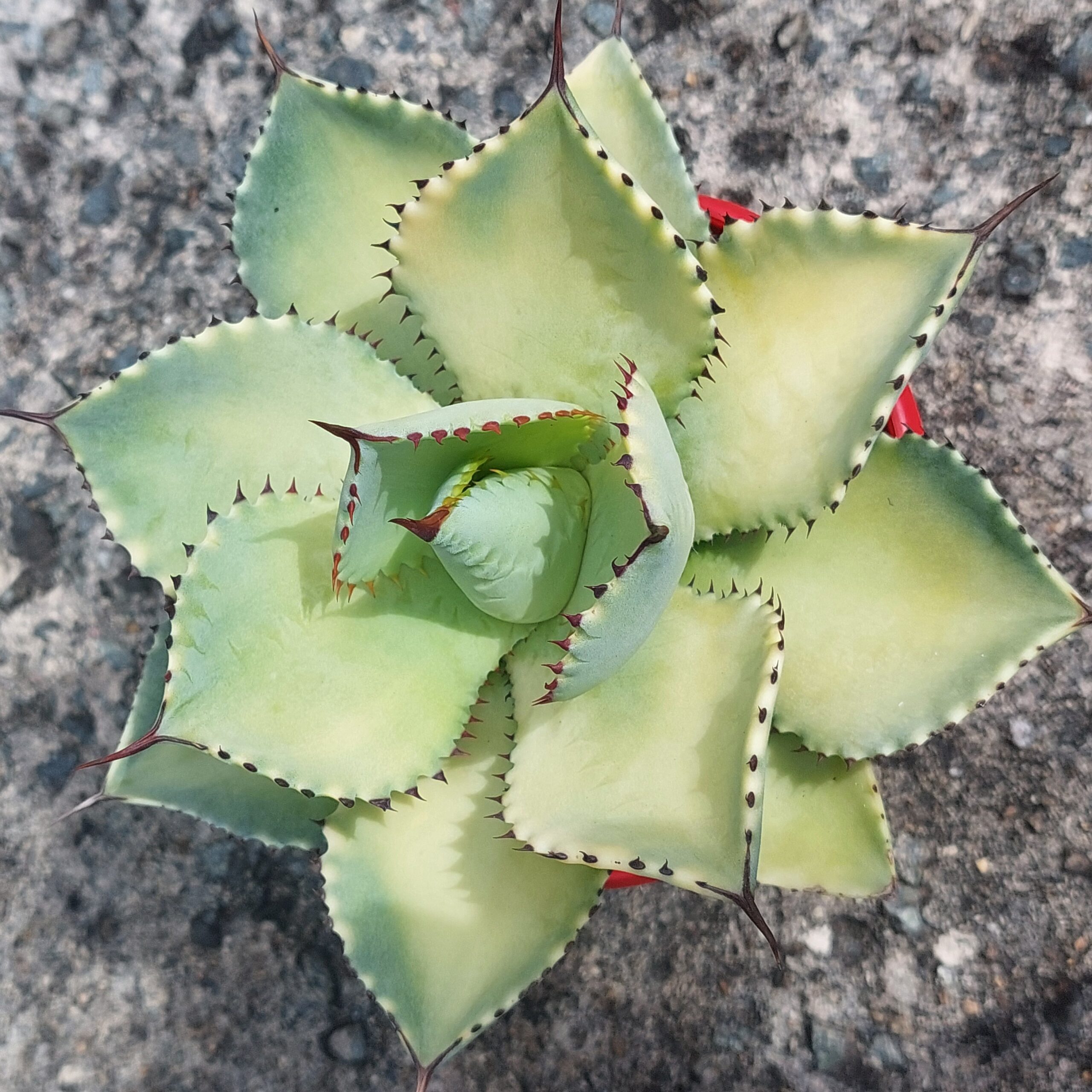 Agave pygmae Pale Moon