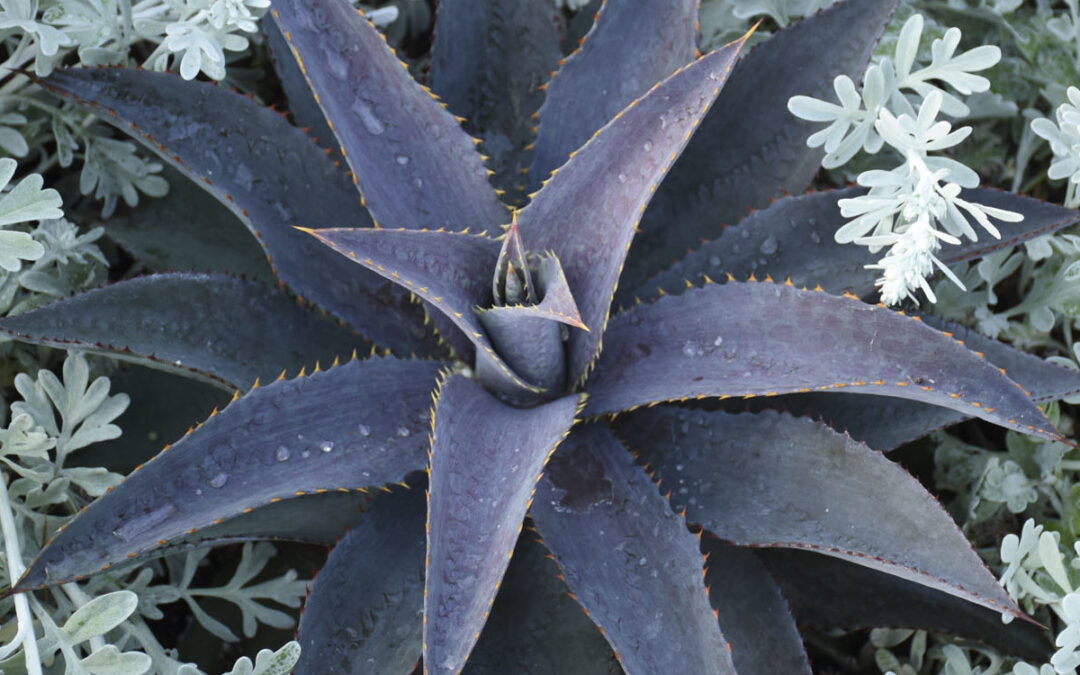 Mangave purple people eater