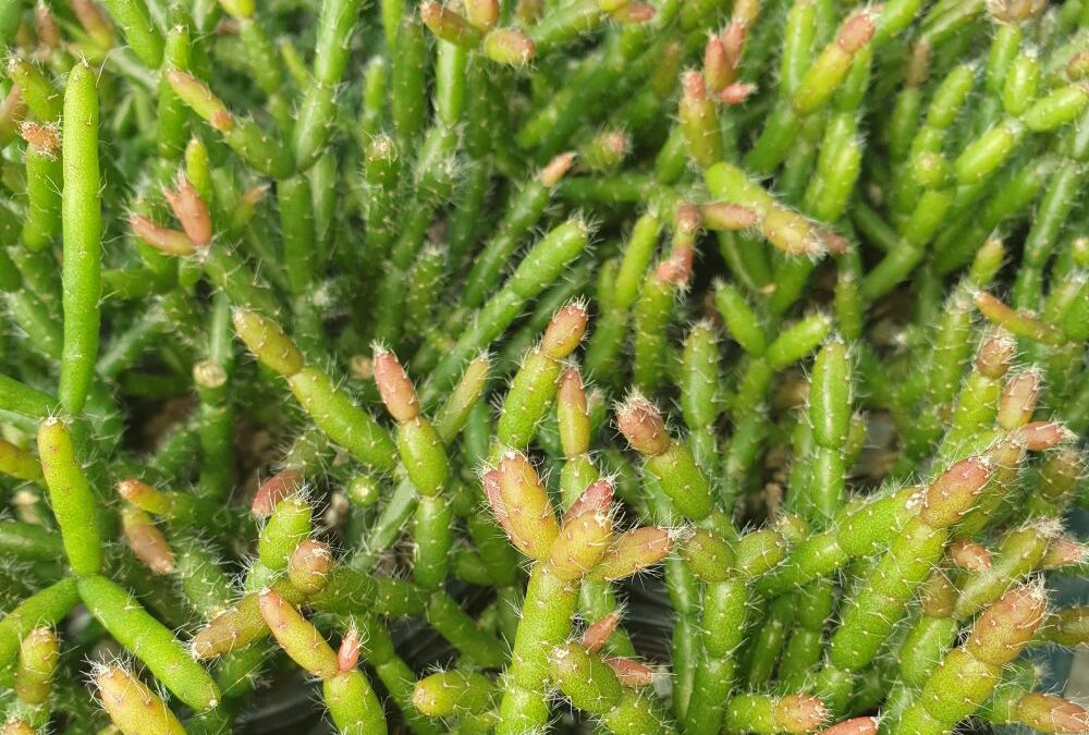 Rhipsalis crythrocarpa – Red Coral