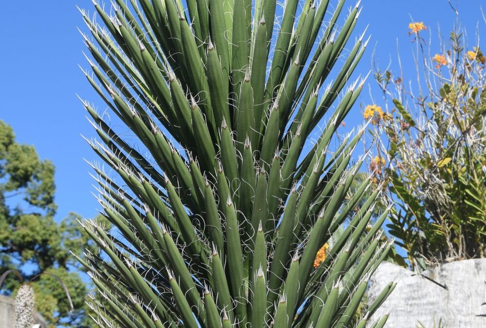 Yucca filifera